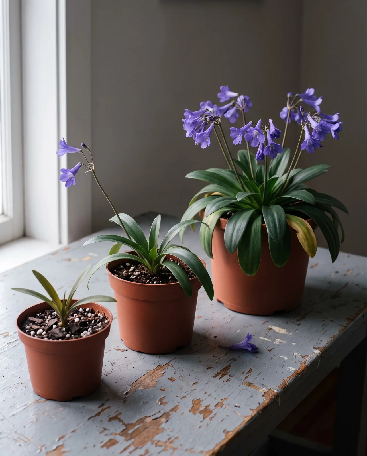 Three cape primroses of the same variety in a two-inch, a three-inch and a five-inch pot standing in a row on one bench