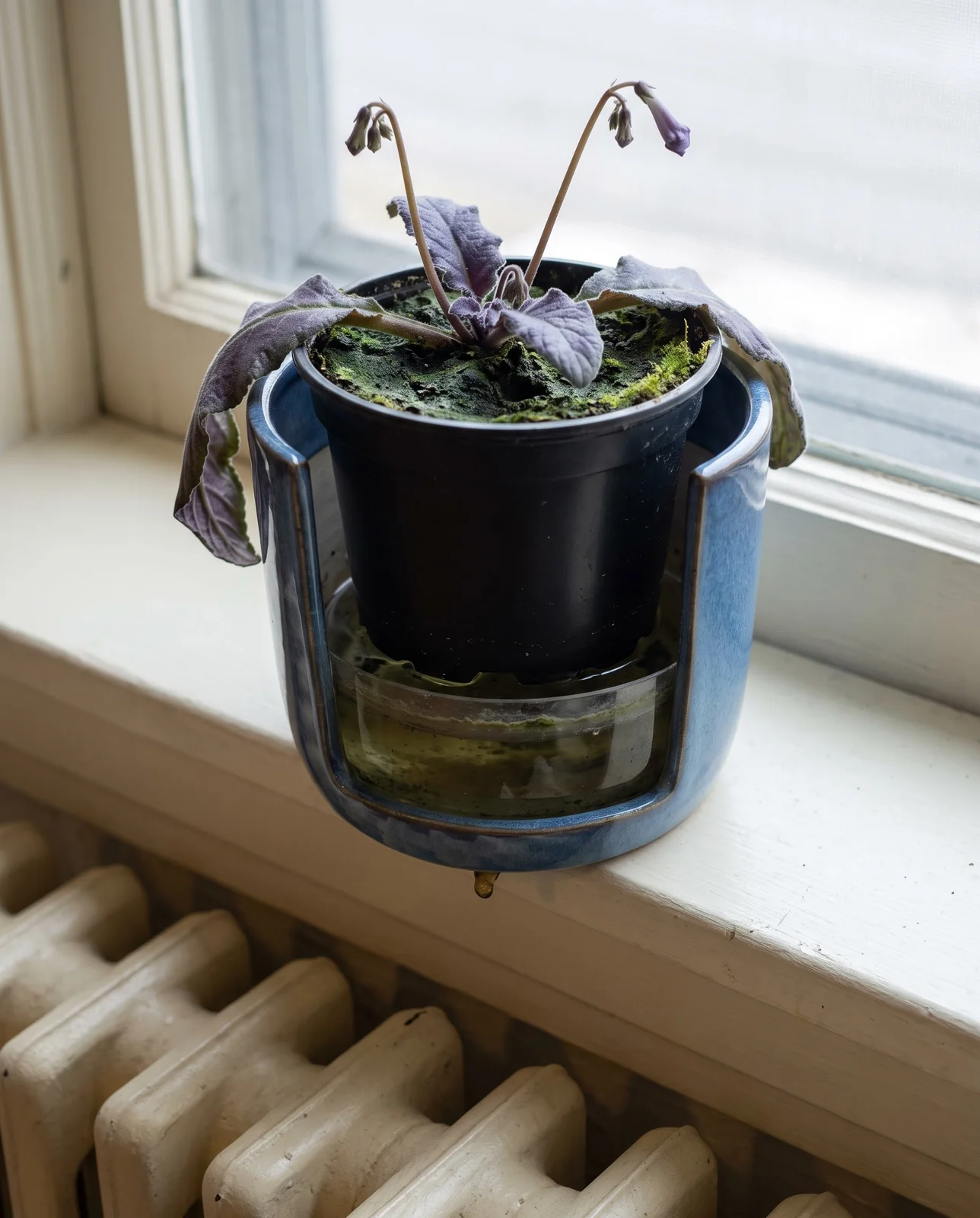 A nursery pot lifted inside a glazed cover showing an inch of stale water standing in the bottom around its drainage holes