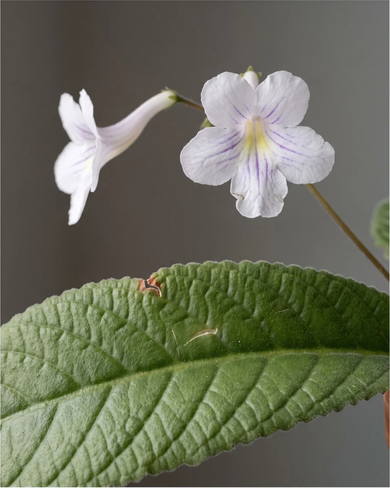 Macro of a quilted velvety strap leaf below a white cape primrose flower showing its curved tube and flat five-lobed veined face