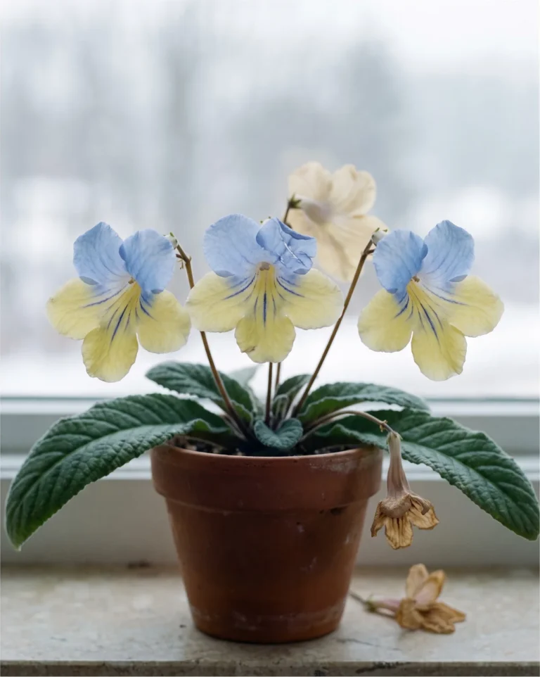 Harlequin Blue cape primrose flowers with baby-blue upper petals above yellow lower petals on a compact plant