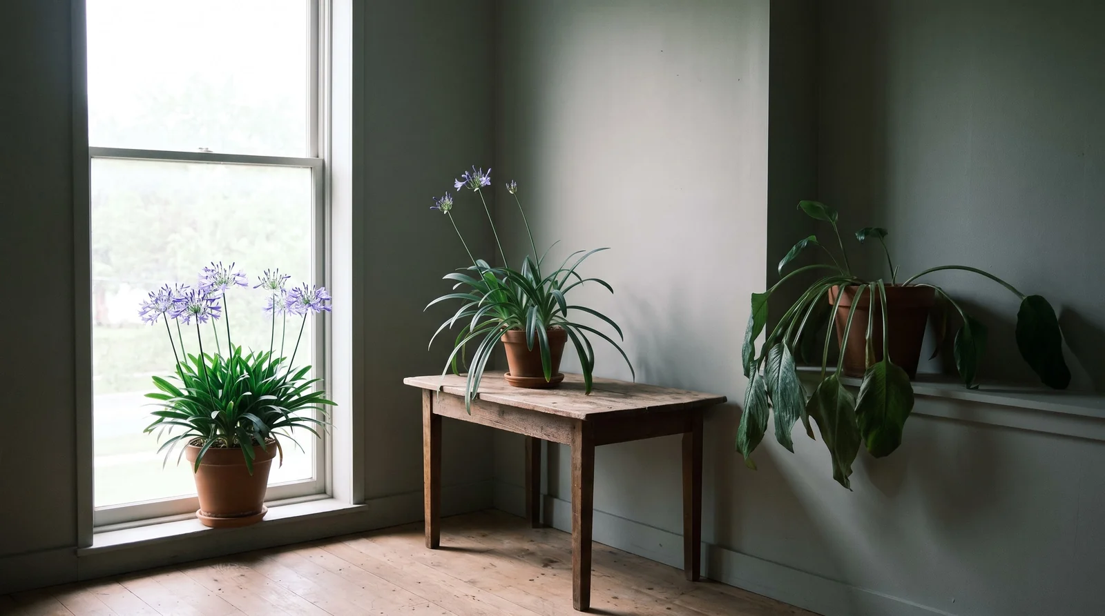 Three cape primroses at three distances from a window, the nearest compact and flowering, the farthest with oversized leaves and no flower stalks