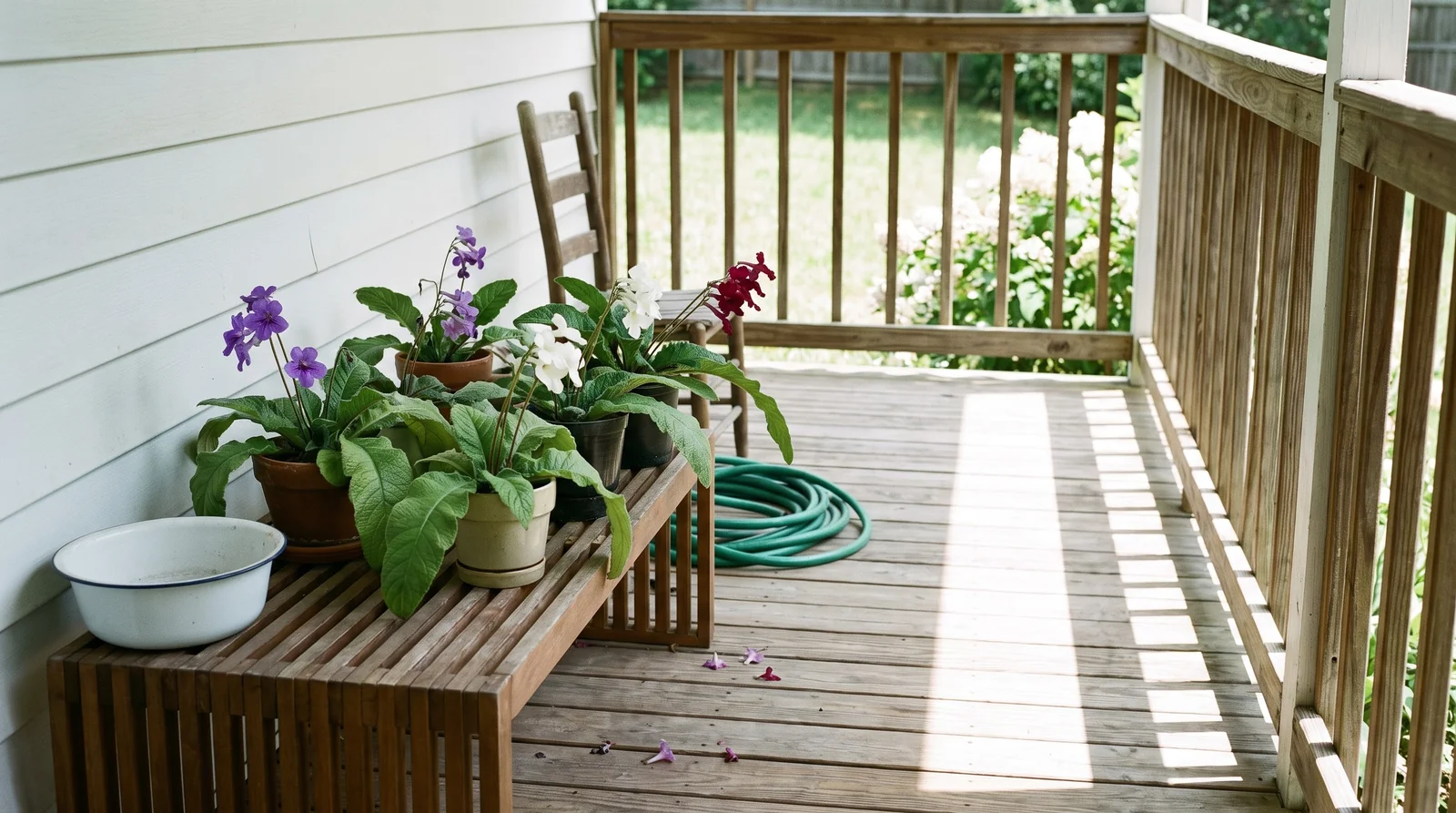 Five potted cape primroses grouped in deep shade on a covered porch bench in July with the sunlit yard blown out beyond the rail