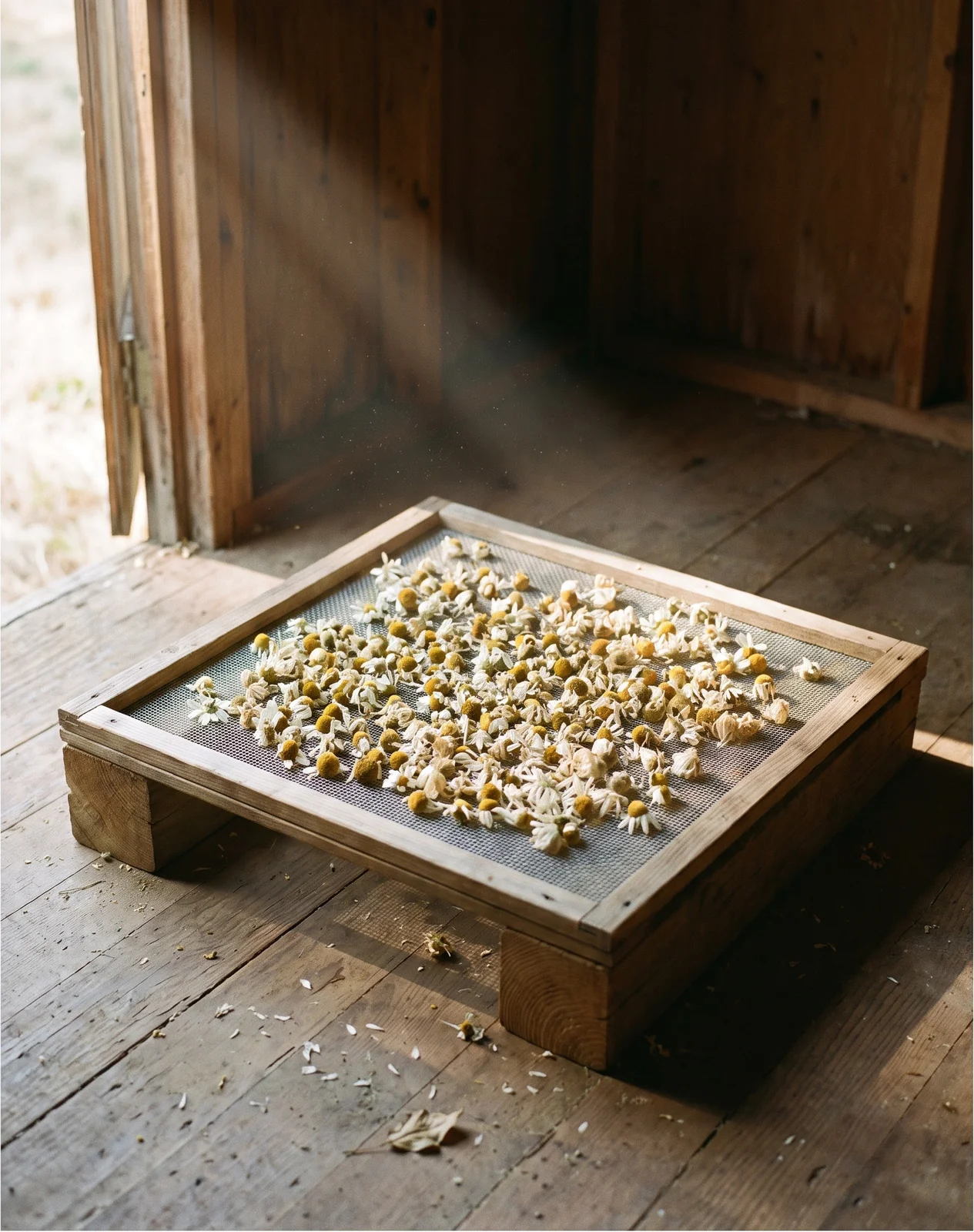 Picked chamomile flower heads spread in a single layer on a mesh drying screen in an airy shed