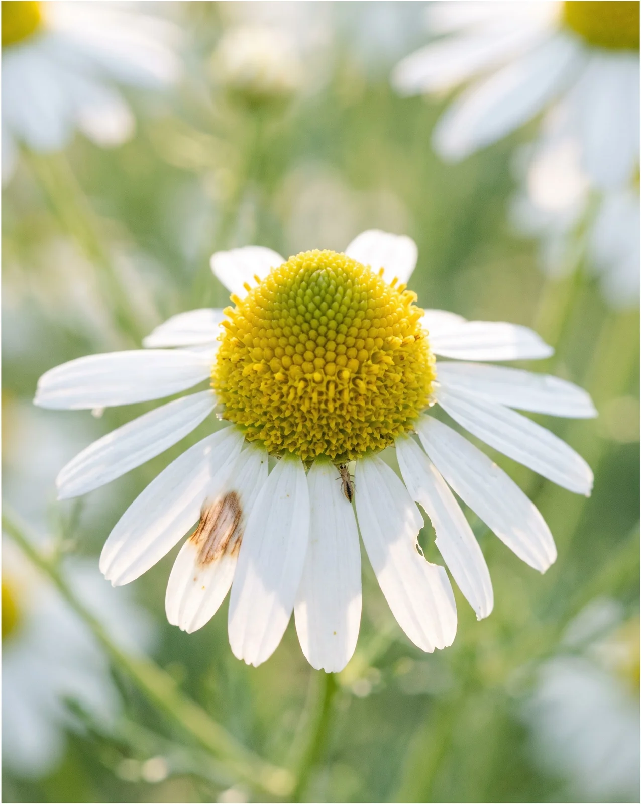 Macro of one chamomile head with white rays reflexed back from a tall domed yellow centre