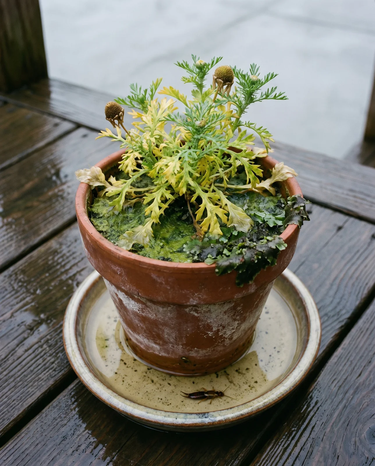 A chamomile in a terracotta pot standing in water with algae on the compost and yellow collapsing lower leaves