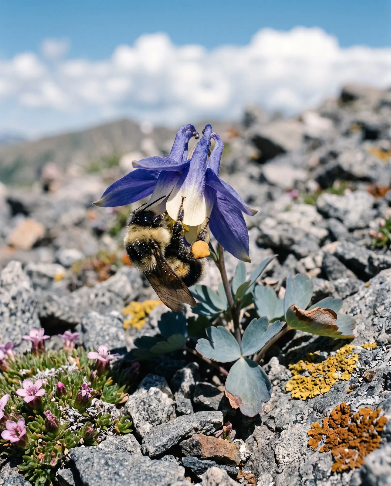 A bumblebee gripping a short-spurred deep blue alpine columbine flower on a rocky slope above treeline