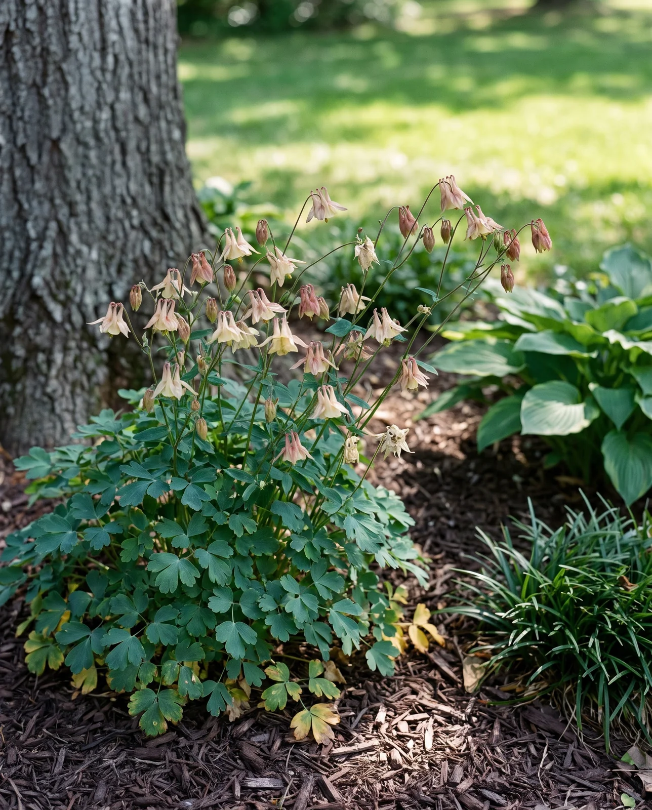 A well-flowering columbine clump in afternoon shade under a large oak in a Tennessee side yard