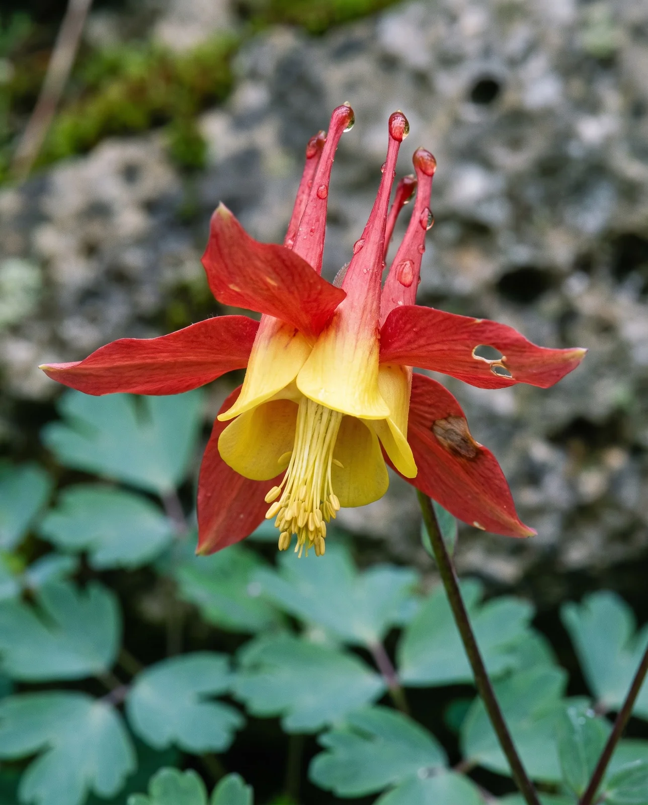 Close view of one nodding columbine flower showing five sepals, five petals and five upward nectar spurs