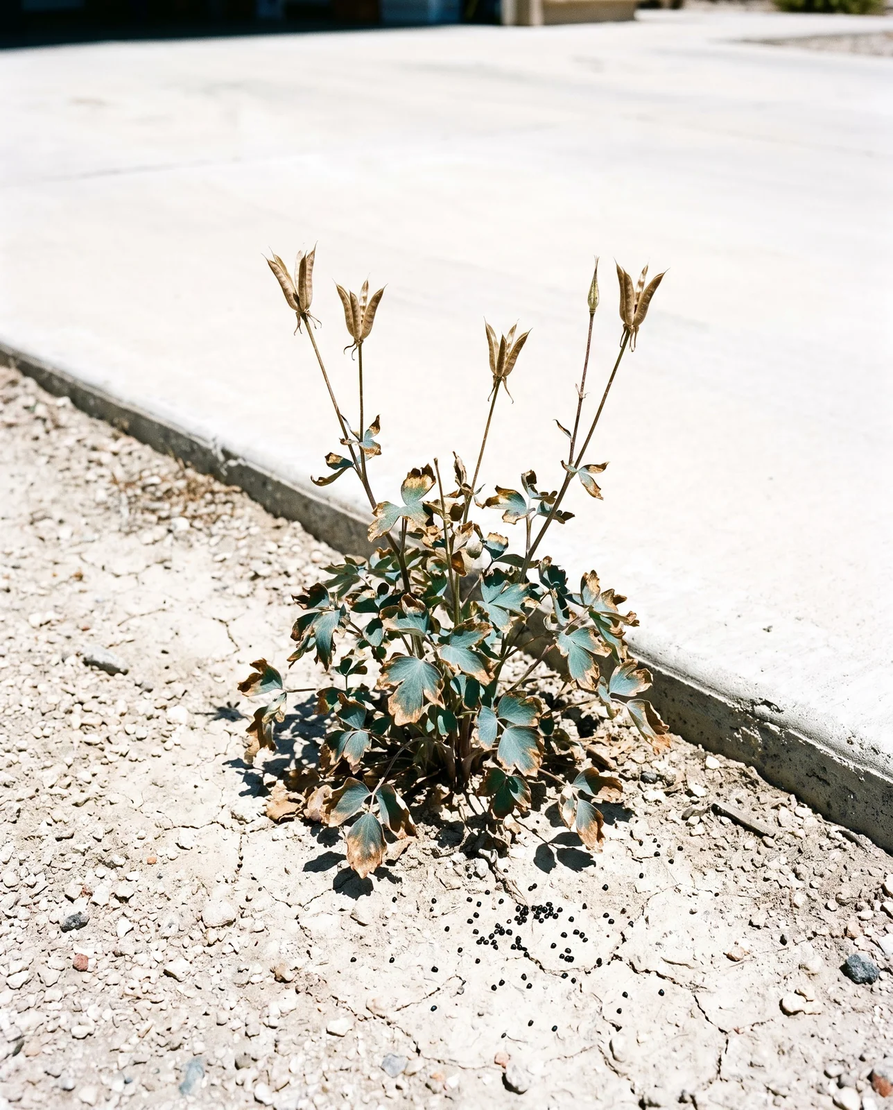 A columbine plant alone in an open sunny bed with crisped brown leaf edges in late July heat