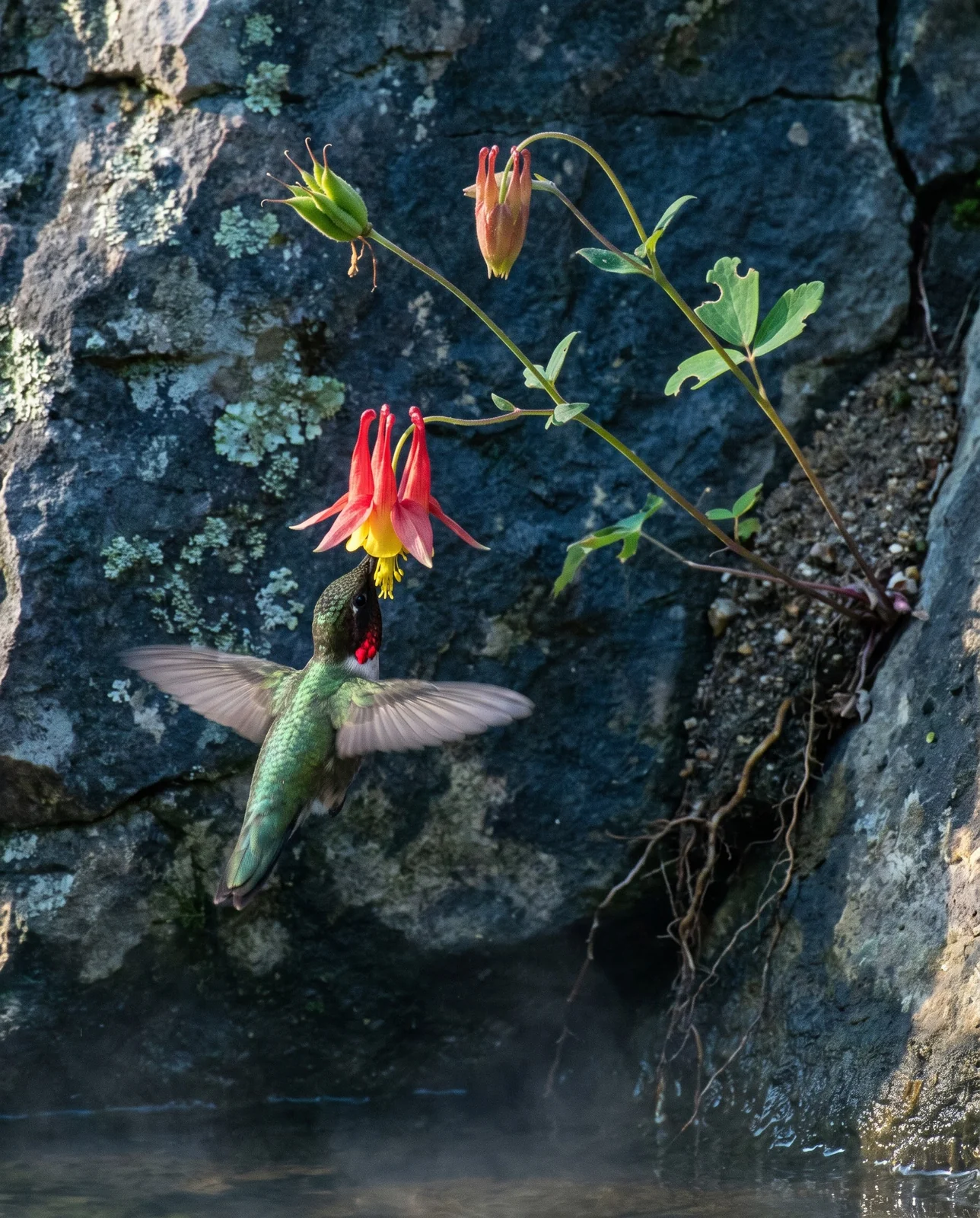 A ruby-throated hummingbird feeding at red wild columbine flowers on an Ozark limestone bluff
