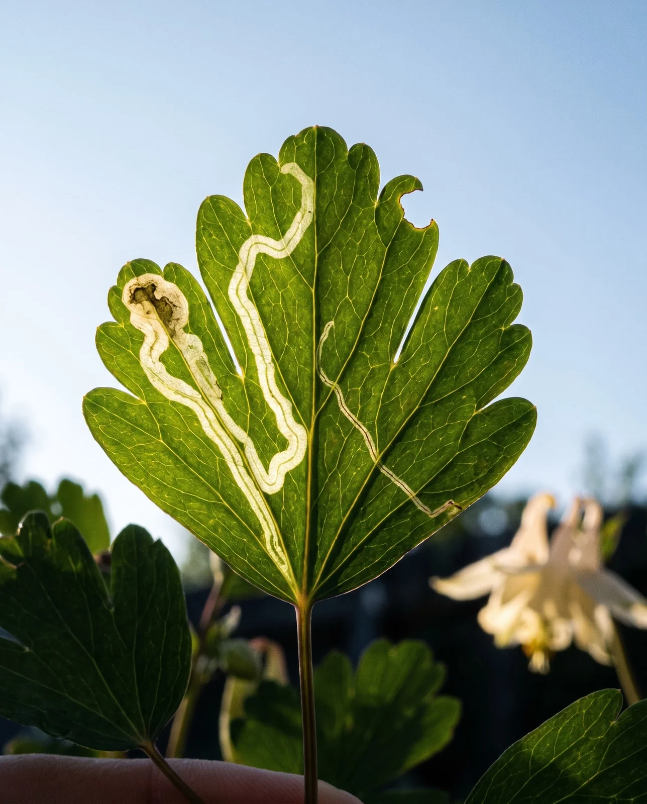 Backlit close view of pale winding leafminer trails inside a green columbine leaflet
