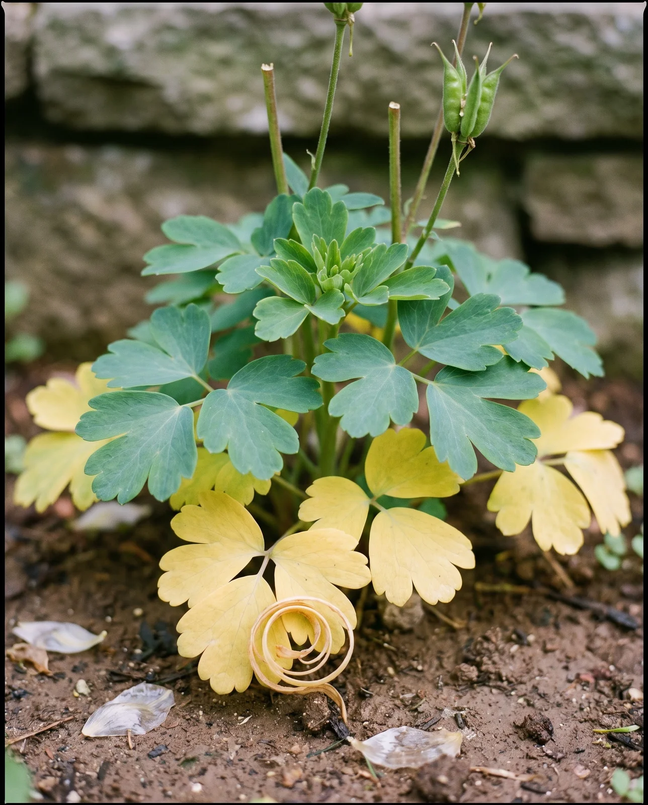 Older lower columbine leaves paling evenly to yellow in midsummer with clean green growth at the crown