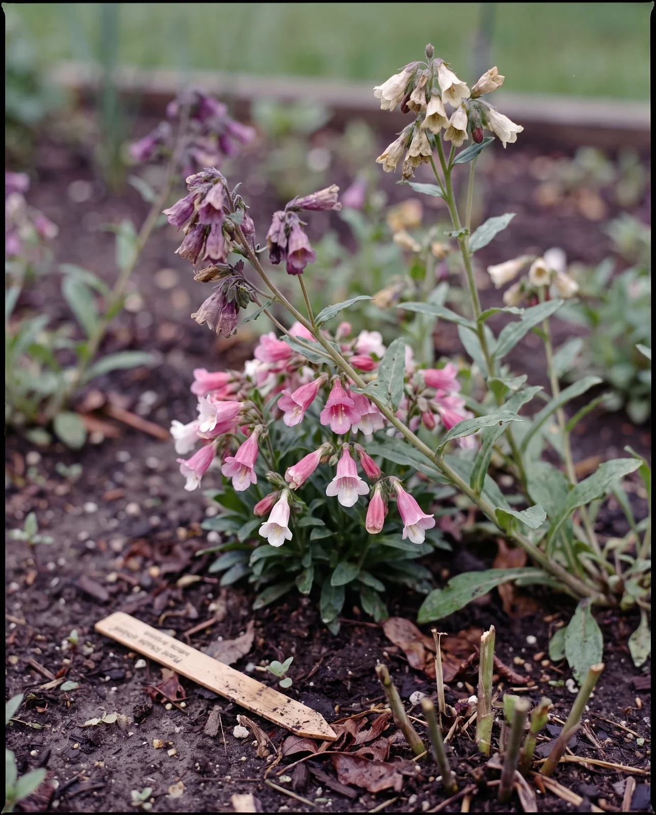 Dull purple volunteer columbine seedlings crowding around a smaller named pink and white parent plant