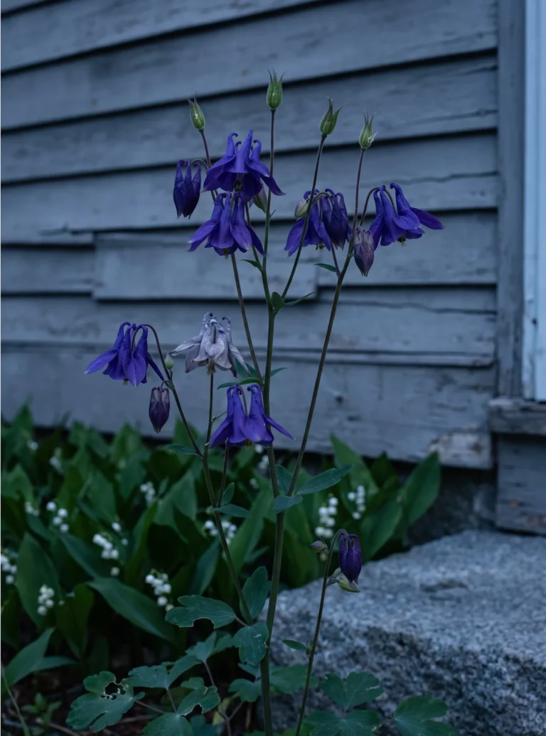 Violet blue European columbine flowers against weathered grey clapboard at dusk