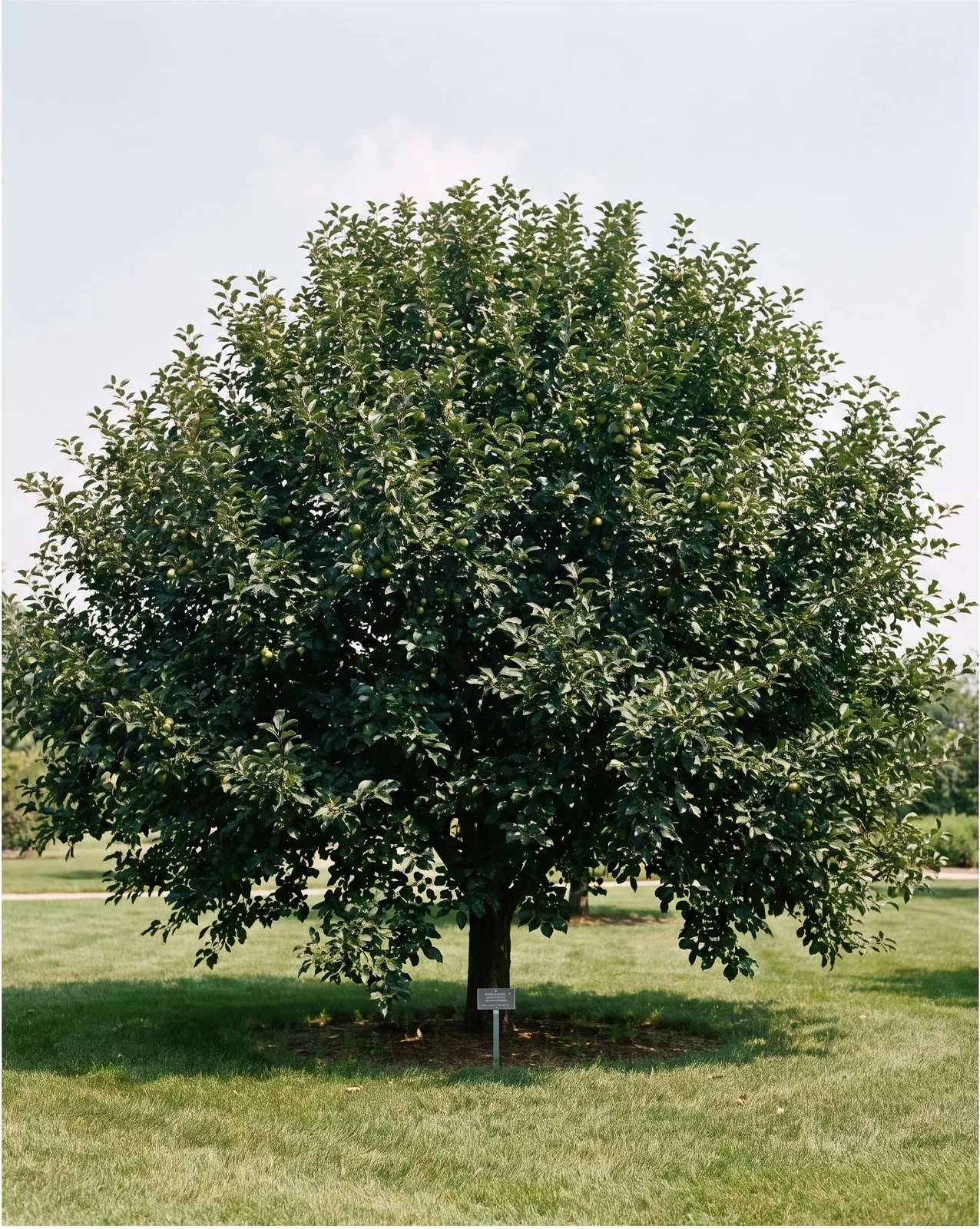 A scab-resistant crabapple cultivar in a Chicago-area trial garden with a full, dense, unbroken July canopy