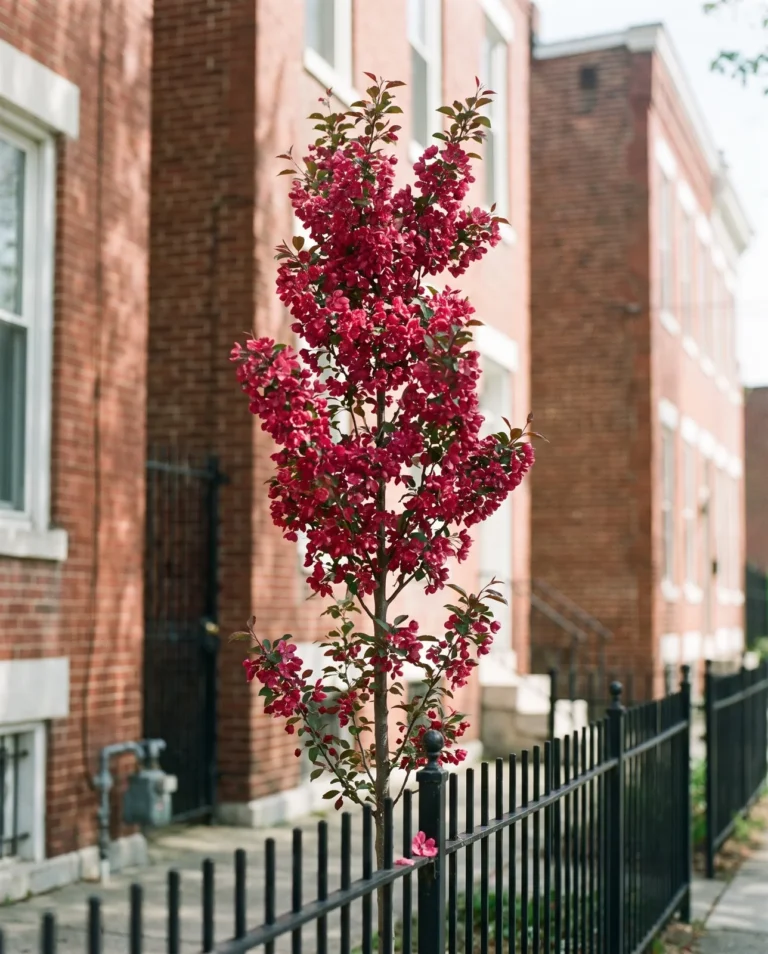 'Centurion' crabapple's narrow upright rose-red bloom between two Baltimore rowhouses
