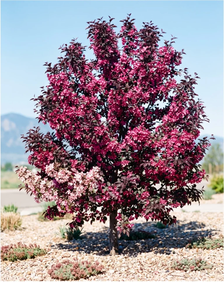 'Royal Raindrops' crabapple's maroon-purple foliage and magenta-pink bloom in a xeriscaped Colorado front yard
