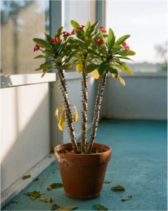 Crown of thorns plant flower