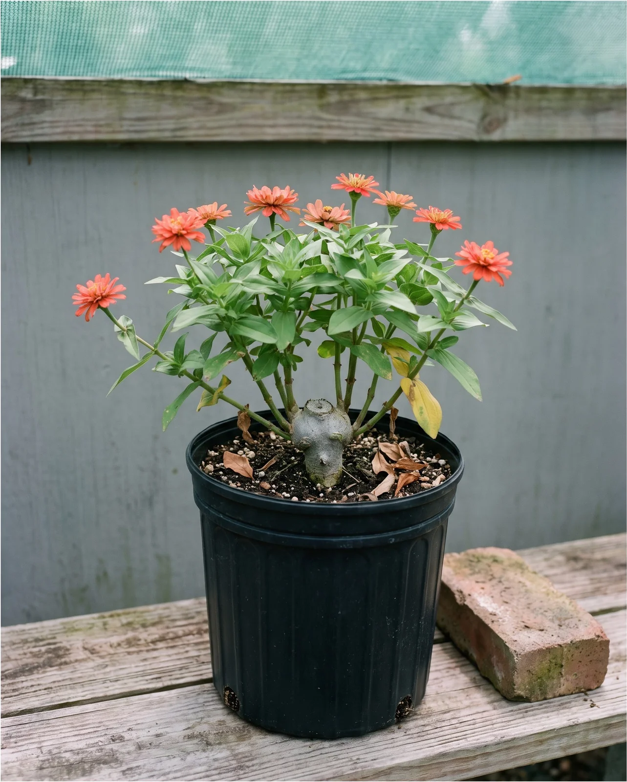 The same nursery bench and pot with a hard-cut crown of thorns branching into a low leafy dome