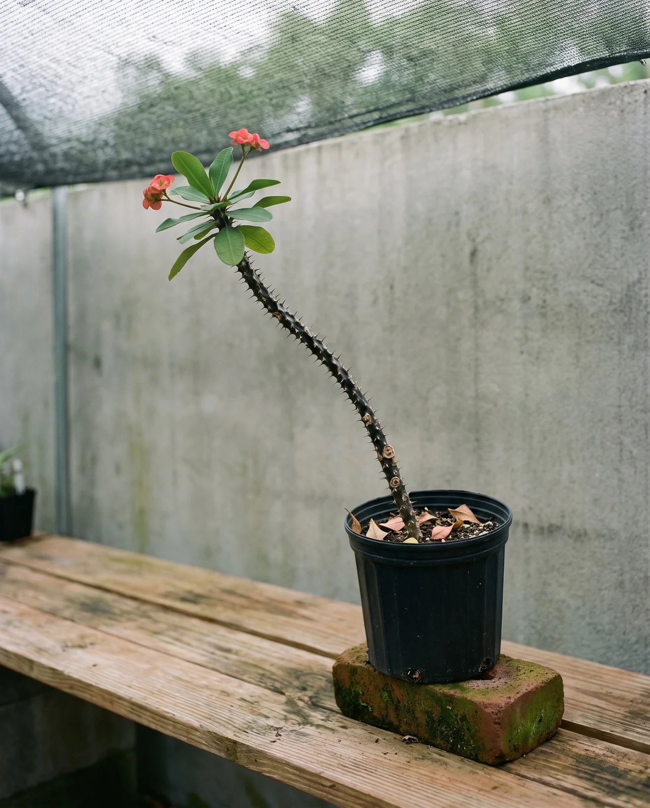 A never-cut crown of thorns grown as one leaning thirty-inch bare stem with a tuft of leaves on top
