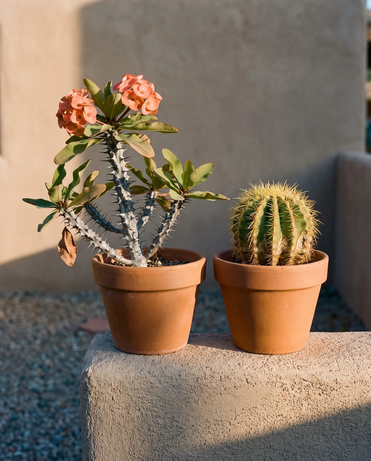 A leafy spined crown of thorns beside a ribbed barrel cactus in matching pots on an Albuquerque courtyard wall