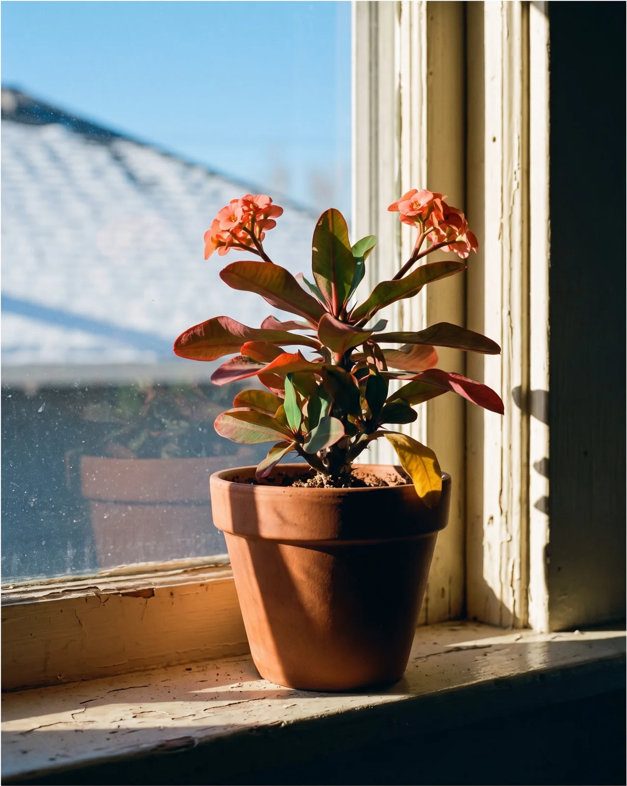 Hard January sun through a south window printing muntin shadows across a flowering crown of thorns