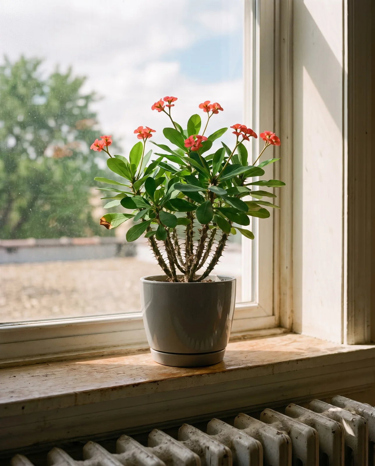 The same Chicago window in June, the same plant now leafy at the tips with eleven coral heads open