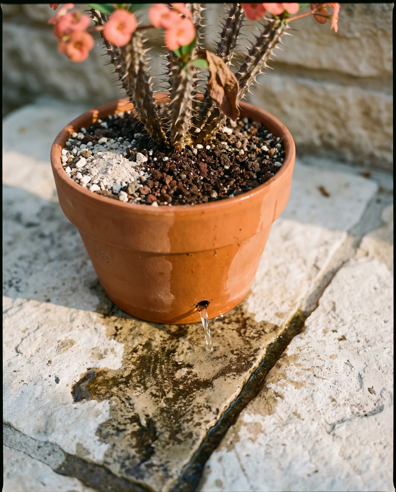 Water running out of the drainage hole of a terracotta crown of thorns pot onto Austin limestone