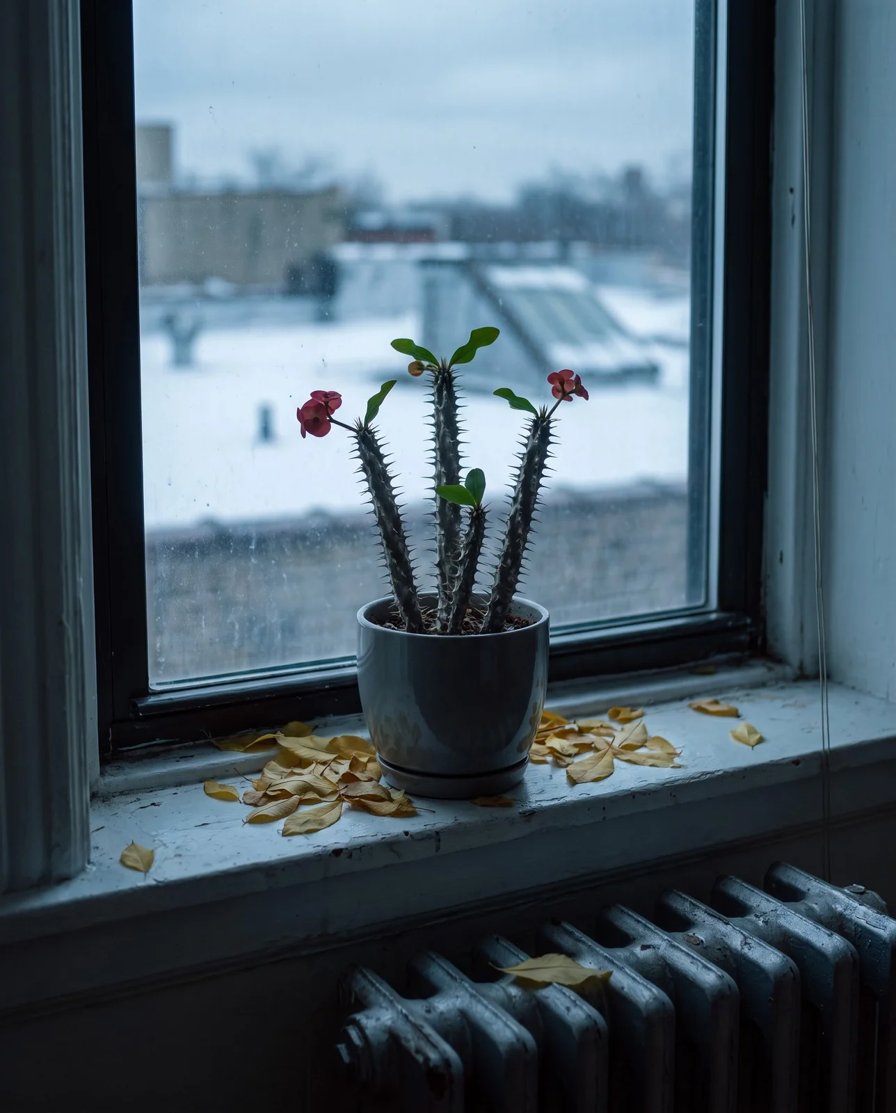 The same crown of thorns in February, almost leafless, bare spined stems on a Chicago window sill