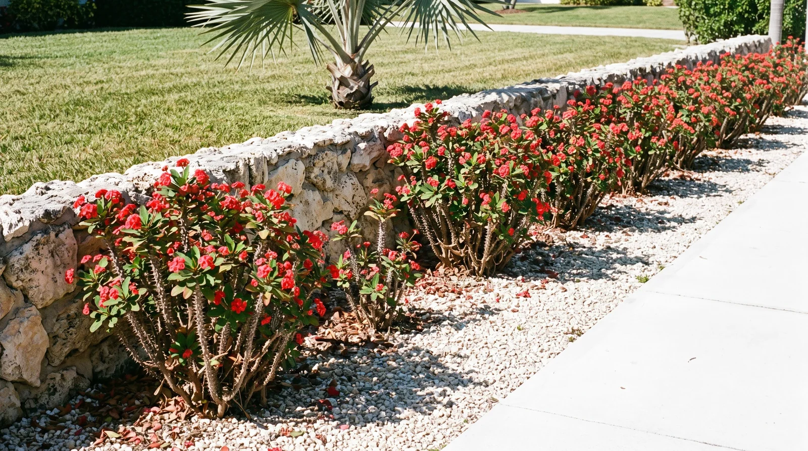 A long in-ground row of scarlet crown of thorns flowering along a coral rock wall in a Naples front yard in January
