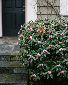Daphne shrub flower