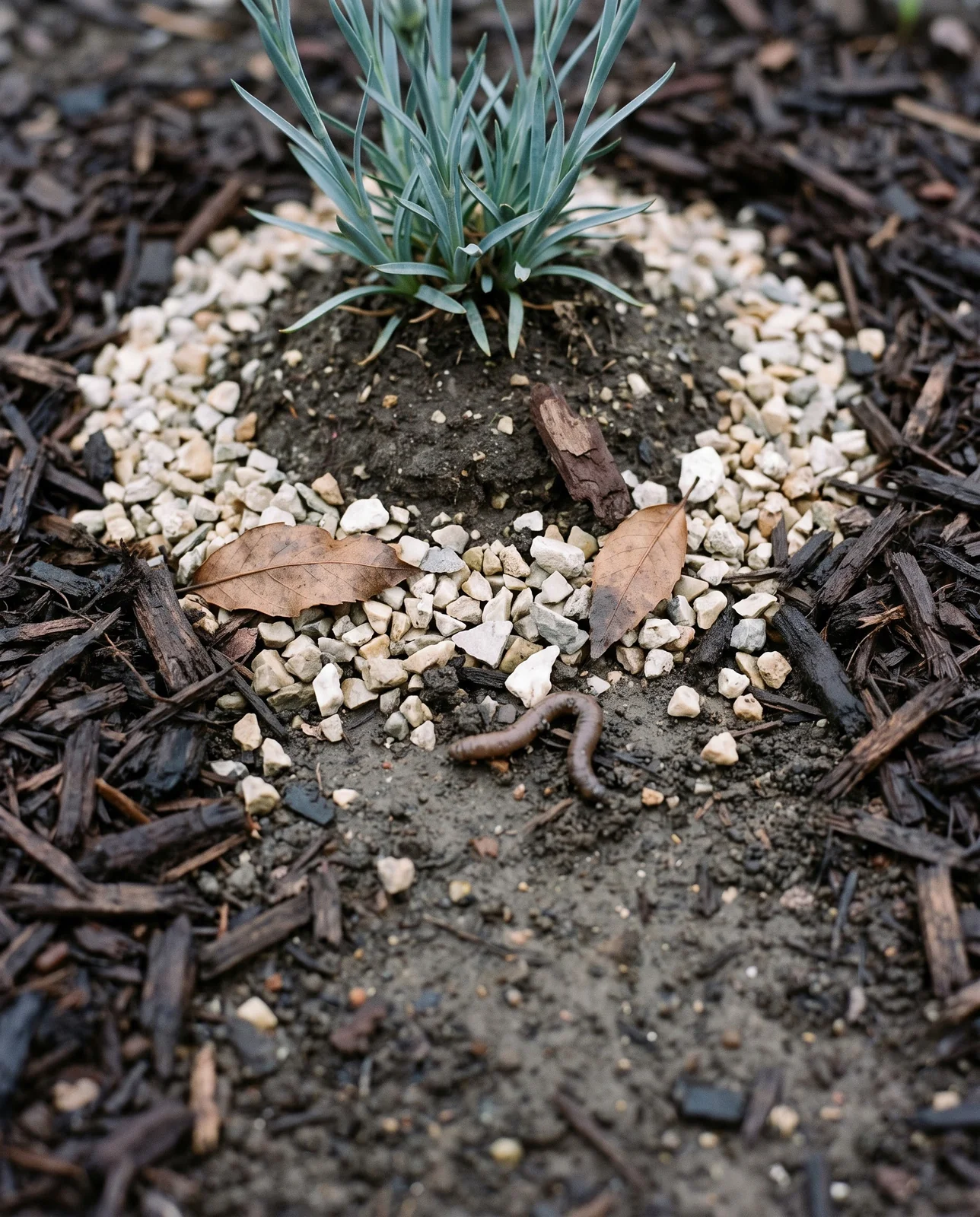 Ground-level macro of a dianthus crown set slightly proud of the soil with bark mulch pulled well back from it