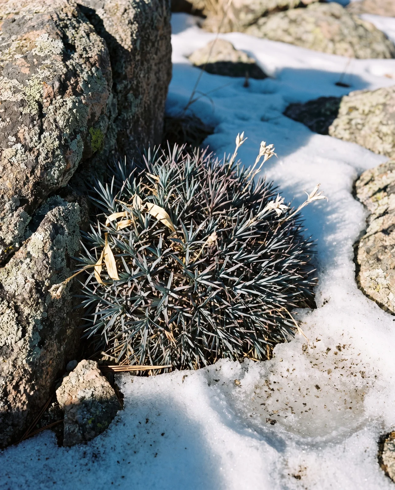 An evergreen blue-grey dianthus mat alive and firm in a rock garden with snow melting back from around it