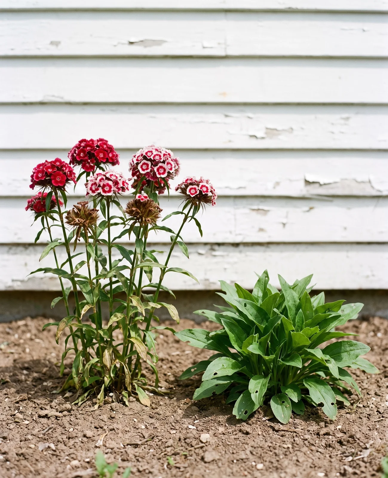 A flowering sweet william clump beside a second clump that is still only a low leafy rosette in its first year