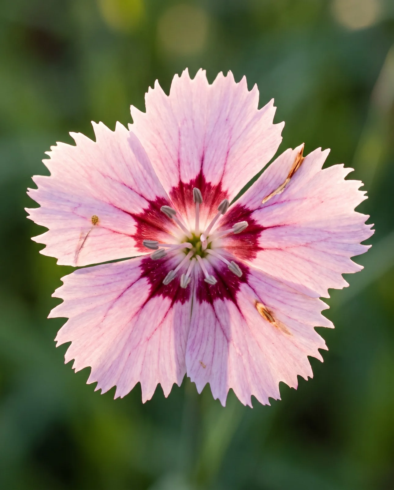Macro of a garden pink flower face showing deeply cut fringed petal edges and a dark wine-red central eye