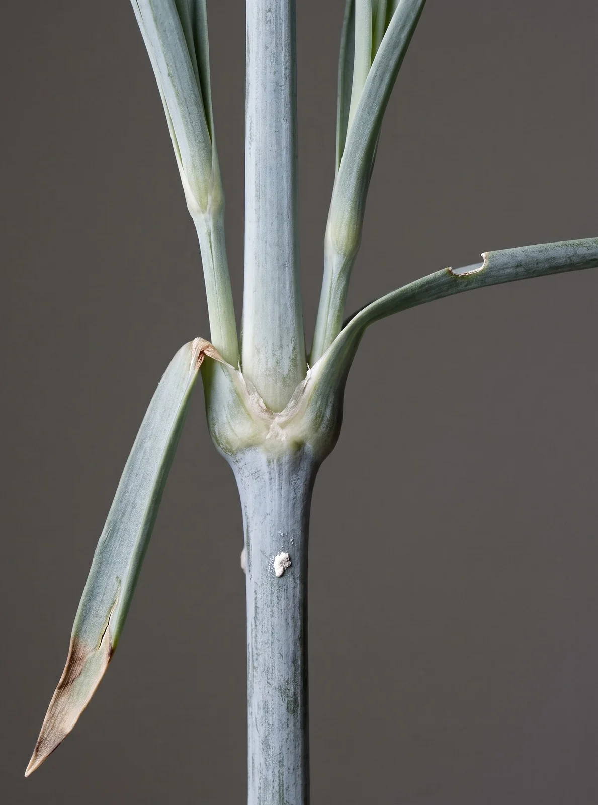 Macro of a dianthus stem showing a swollen jointed node with a pair of narrow blue-grey leaves clasping it