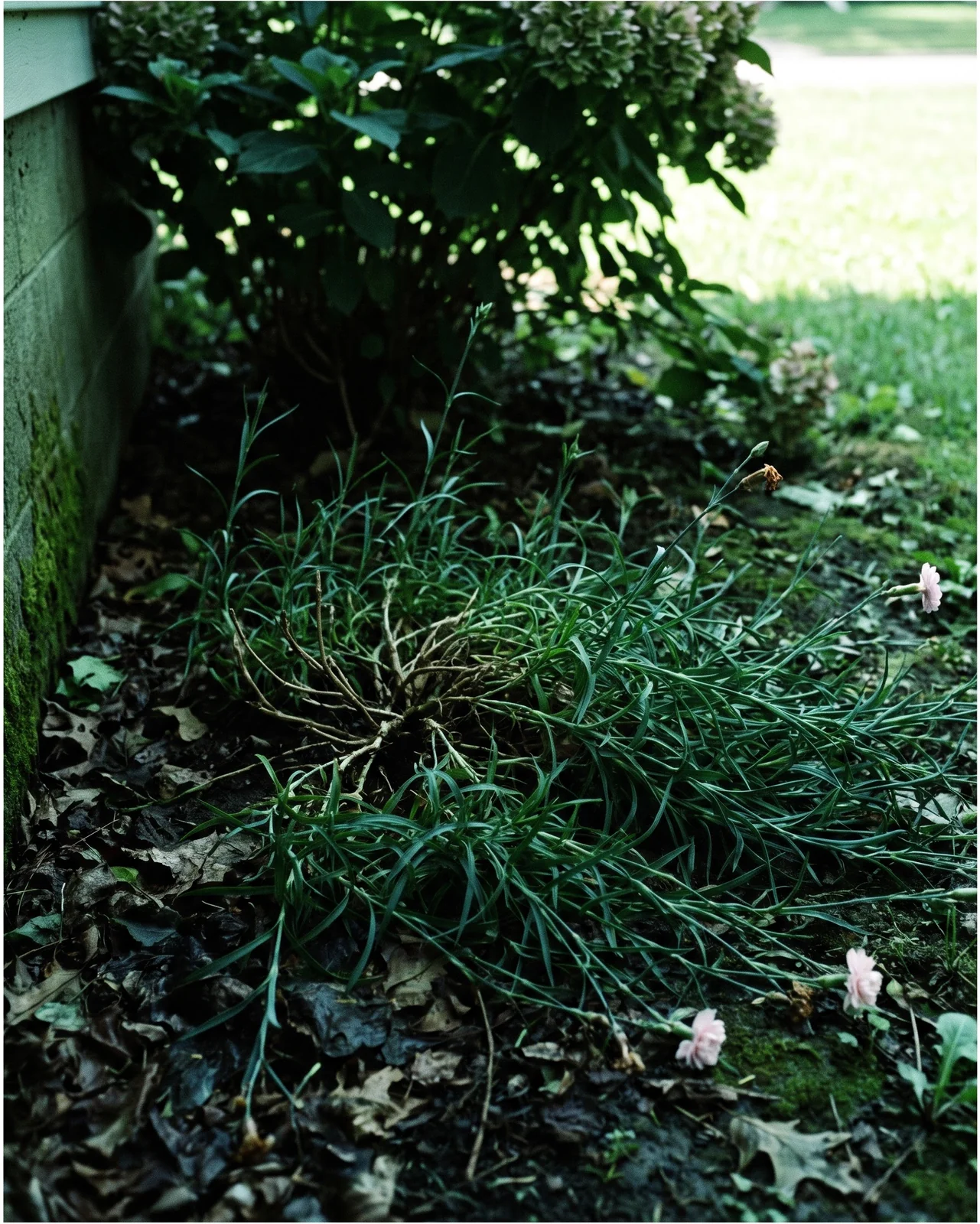 A dianthus mat drawn thin and leggy in deep shade under a shrub, dark green and carrying almost no flowers