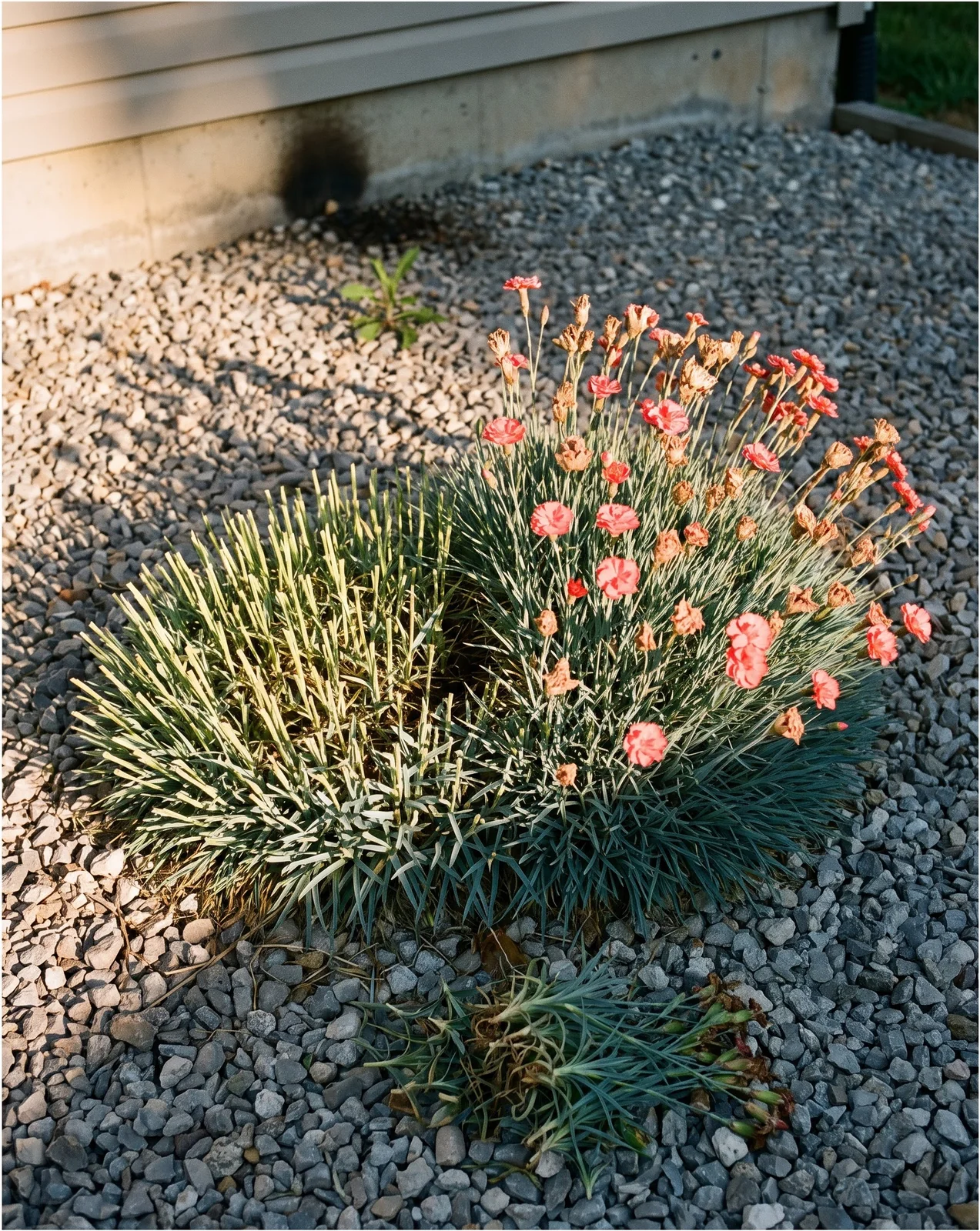 A mounding dianthus with one half sheared flat to short stubble while the other half still carries open flowers