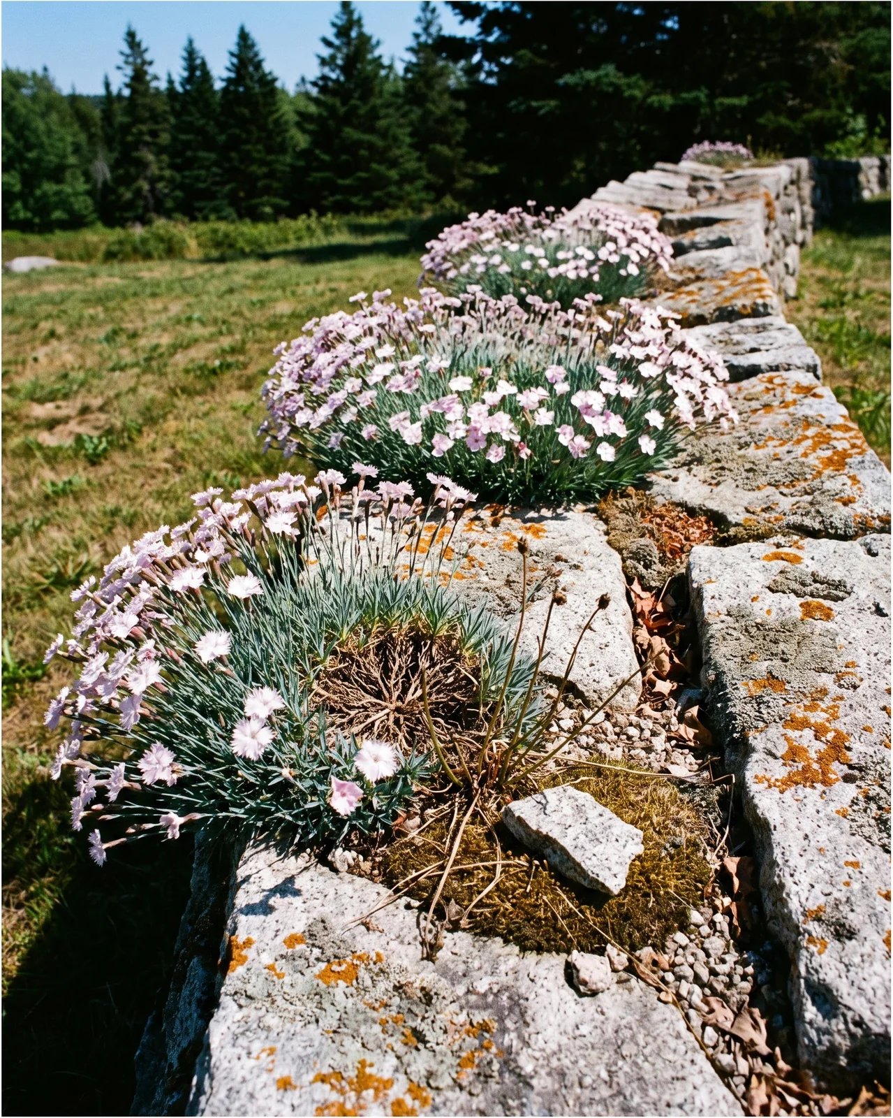 Dianthus cushions growing on the top of a dry stone wall in full sun, rooted in shallow grit between the stones