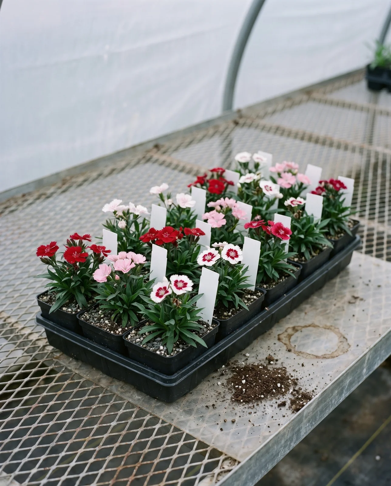 A spring bedding flat of dianthus in cell packs on a garden-centre bench with blank unmarked plant tags