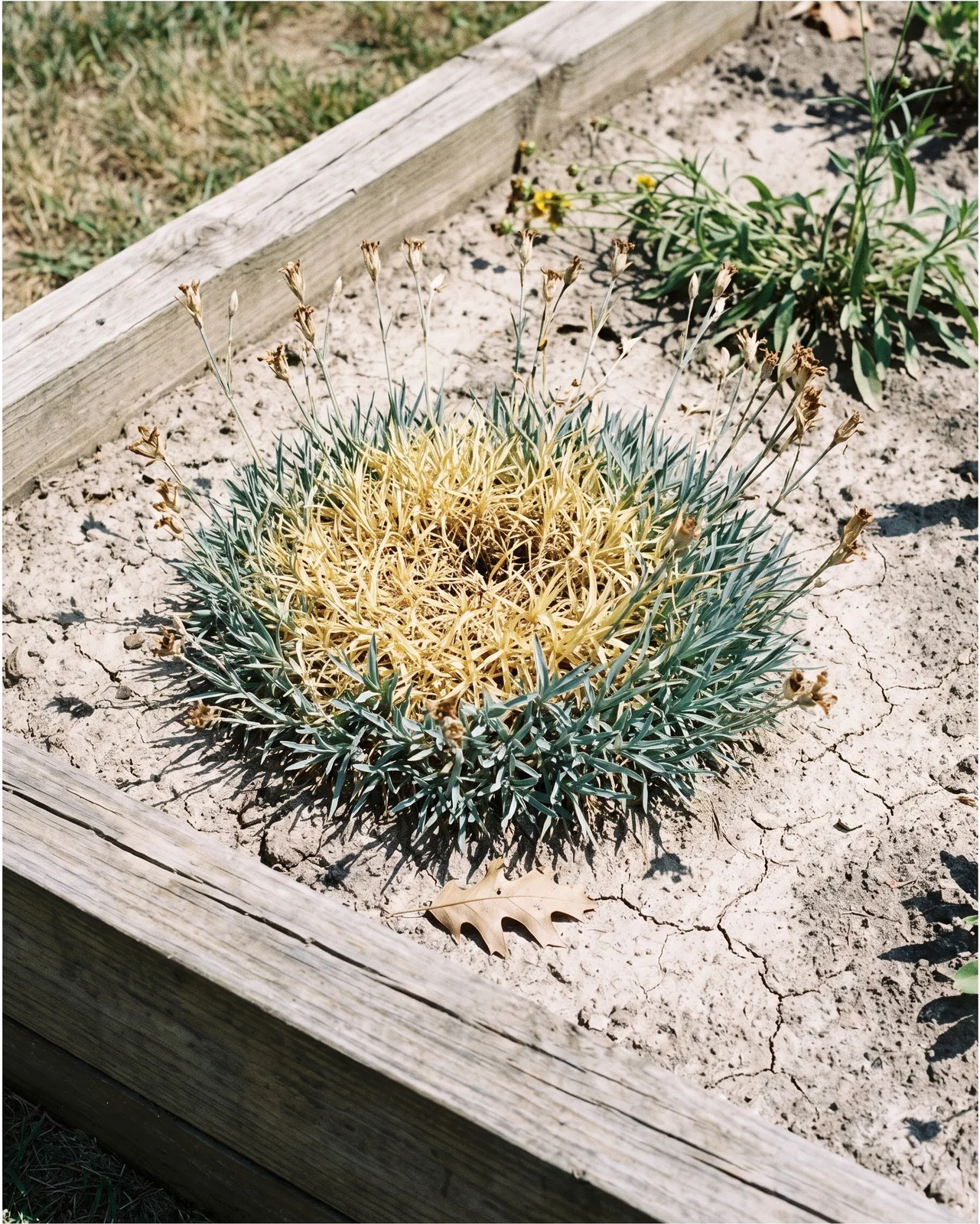 A perennial dianthus mat gone dull straw-yellow in the middle during summer heat while its edges stay grey-green