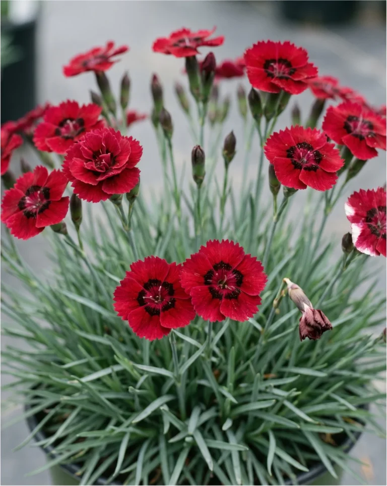 A deep cranberry-red fringed dianthus in flower over a compact grey-green mound