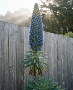 Echium flower