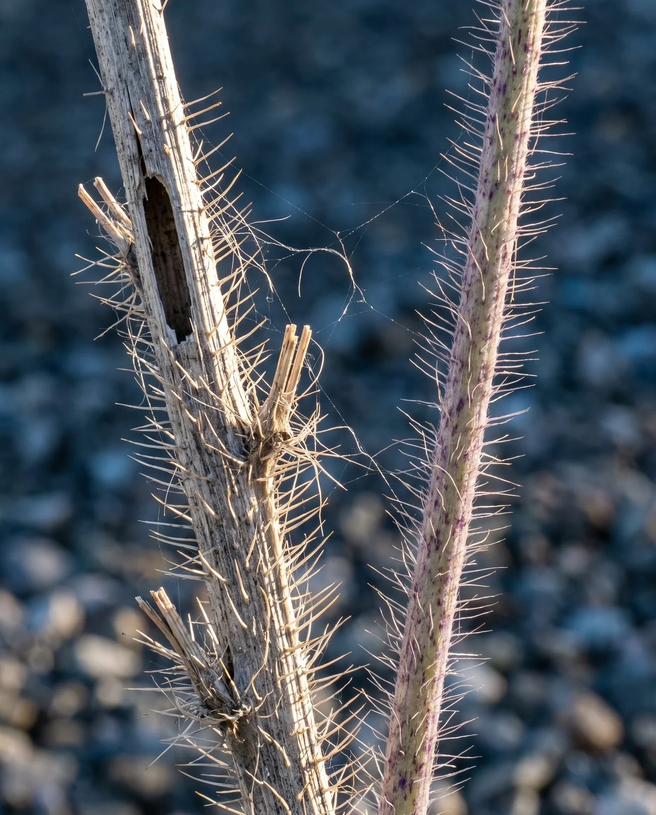 Macro of a dead viper's bugloss stalk whose bristles have gone brittle and snapped off short, beside an intact living stem