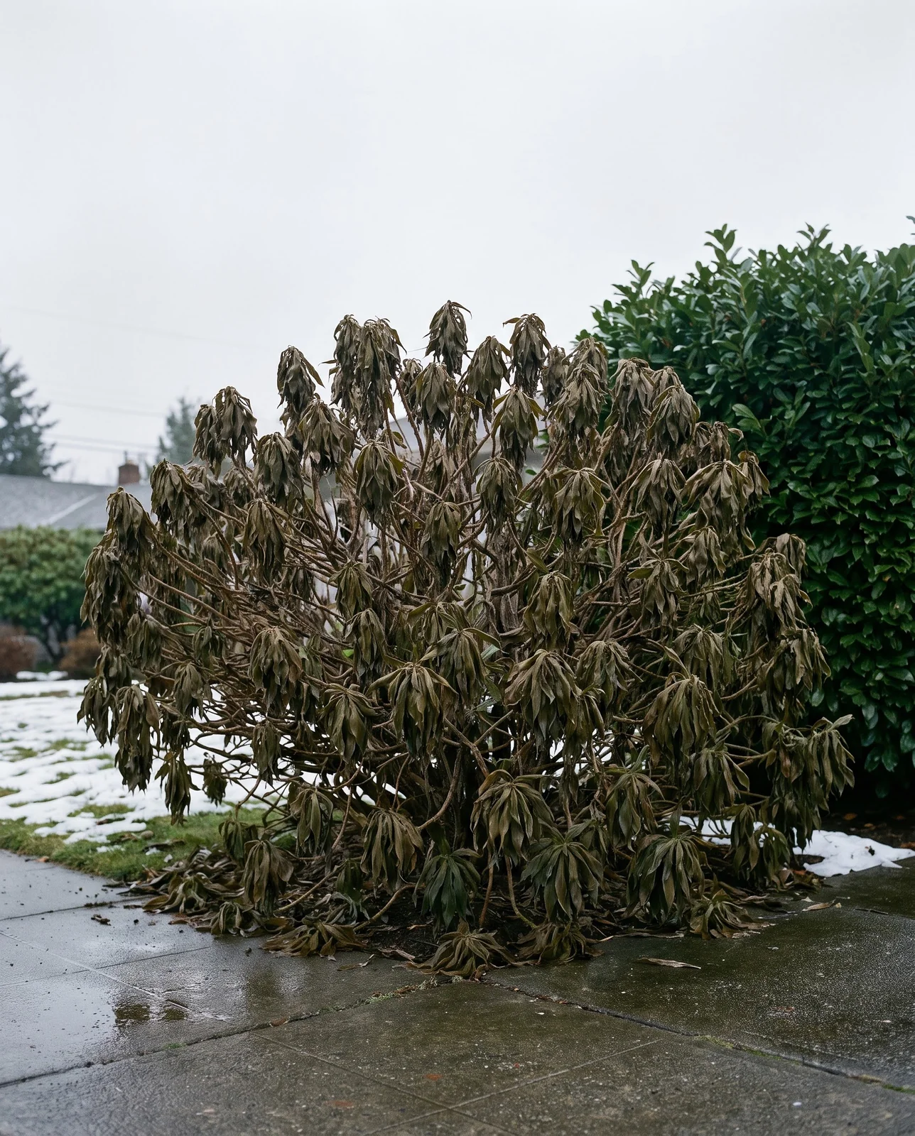 Pride of Madeira killed by a hard freeze in a Seattle garden, every leaf limp olive-brown beside an untouched evergreen hedge