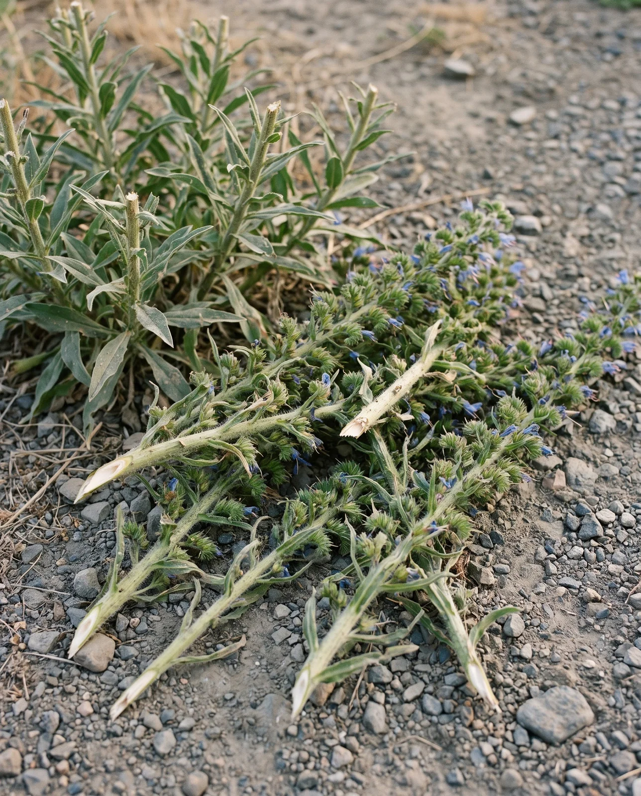 Six cut viper's bugloss spikes lying on gravel with green unripe nutlets, the deadheaded plants still standing behind them