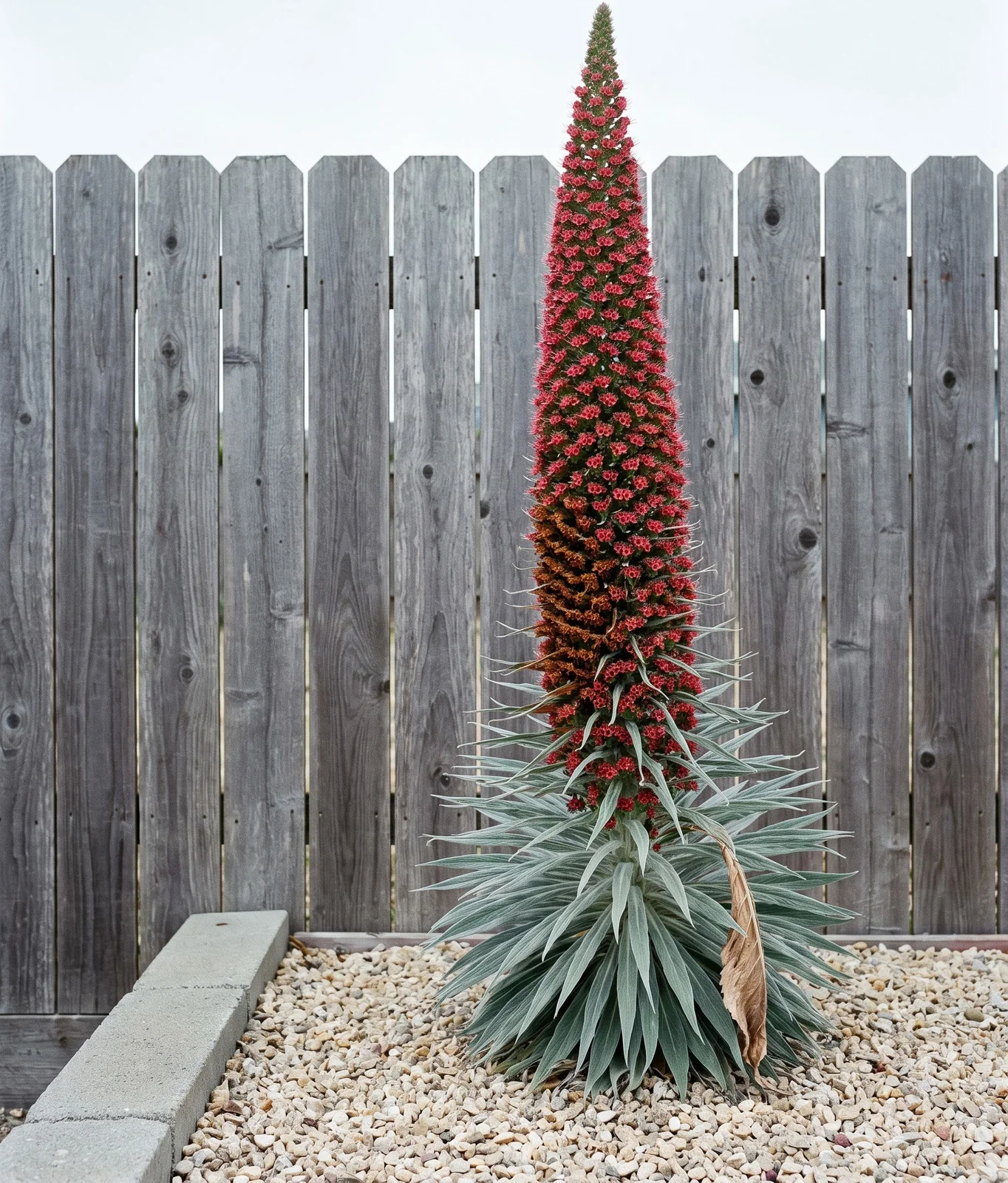 Echium wildpretii at full flower, a red spire out of a silver rosette, in a gravel bed against a weathered grey fence