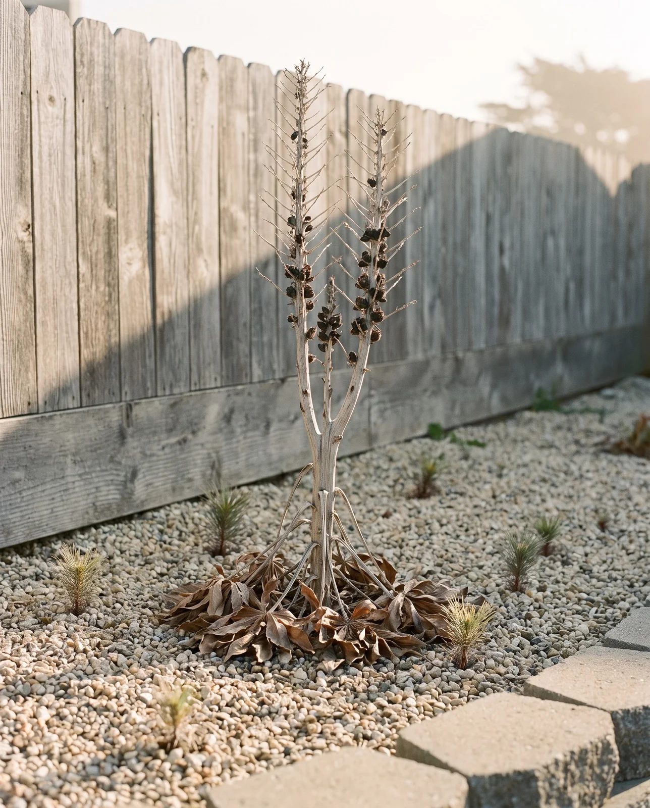 The same bed four months on: a bleached standing skeleton where the red spire was, dead rosette and six seedlings in the gravel
