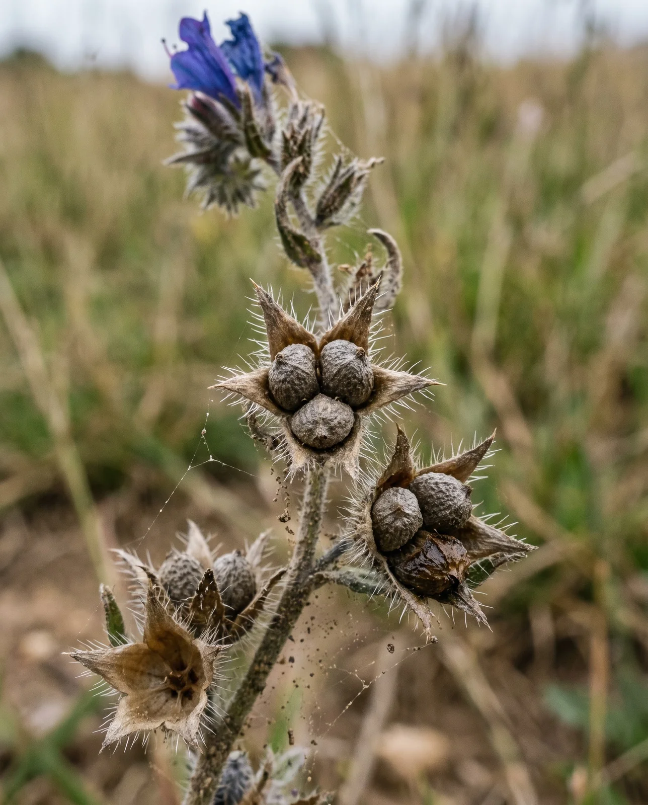 Macro of four rough grey-brown viper's bugloss nutlets seated in a dried bristly calyx on the standing plant
