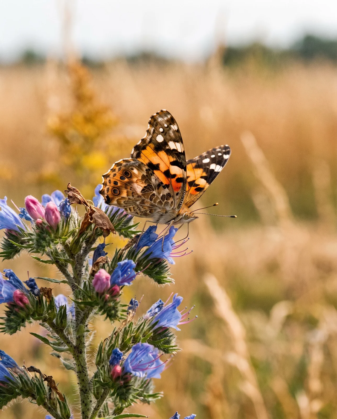 A painted lady butterfly with a nicked hindwing feeding on the blue flowers of viper's bugloss in a Michigan old field